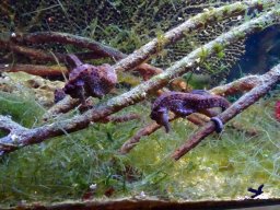 Haus des Meeres 4.02.2026